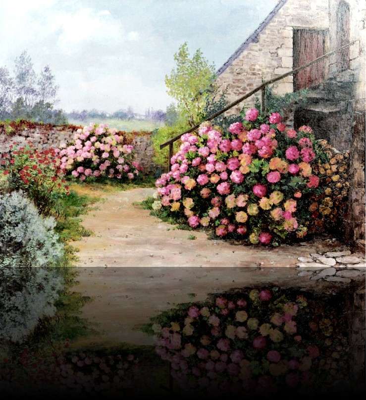 Normandie Hotensia en fleur